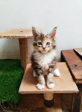 Kitten MaineCoon Betina Pure No mix. Induk ped Cfa Maine Coon