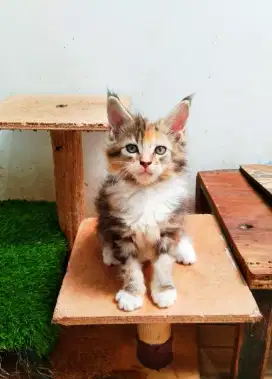 Kitten MaineCoon Betina Pure No mix. Induk ped Cfa Maine Coon