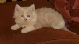 Kitten Anggora/Kucing Anggora
