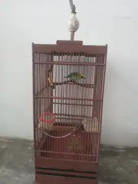 Jual burung dn kandang
