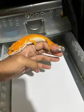Gecko Jantan Sehat Gemuk SHTCTB