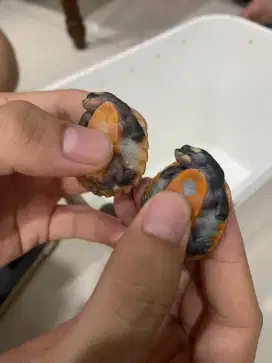Kura dada merah baby size 2-3 cm