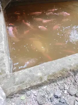 Ikan bila kiloan