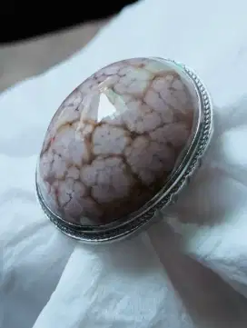 bacan kura albino big size