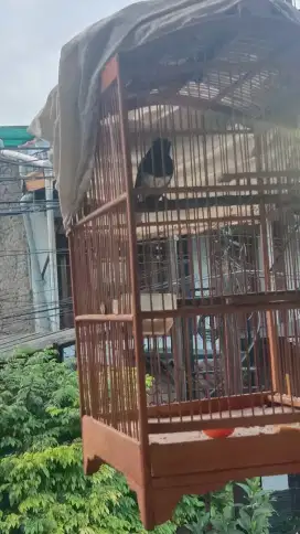 Kacer daput jantan bunyi
