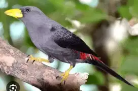 Seekor burung jalak rio2