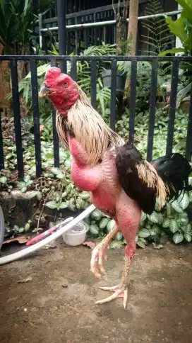 Ayam pakhoy lock brakot