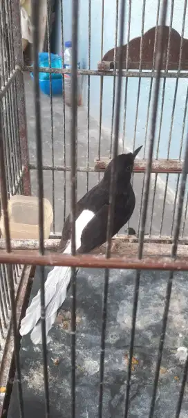 Murai batu betina ekor putih