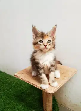 Kitten MaineCoon Betina Pure No mix. Induk ped Cfa Maine Coon