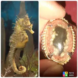 Batu gambar motif kuda laut sepasang buat