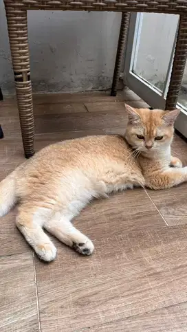 kucing BSH (British Short Hair)