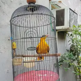 Kepodang dewasa