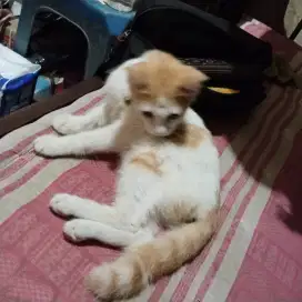Kucing fre open adop
