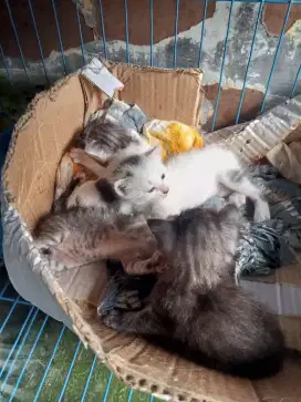 Kucing Persia borongan SM anaknya
