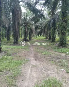 DIJUAL TANAH  JALAN TS. MOHD SECH - STABAT (WELLY)