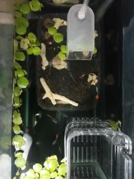 Guppy Platinum Red Tail (PRTDE A)