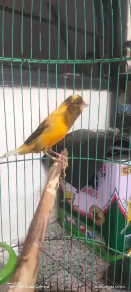 Burung kenari.gacor.abis mabung ttp gacor
