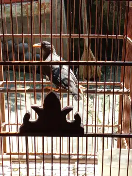 Jual burung kerak