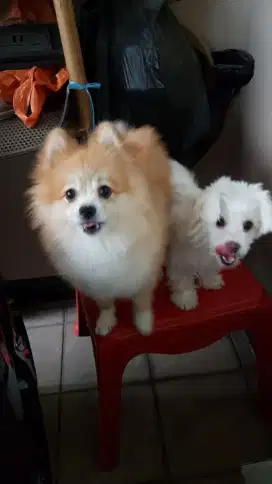 Adopsi anjing gratis