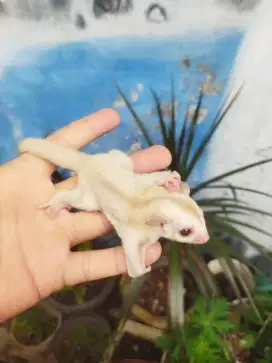 Sugar Gliders creamino jatan