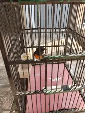 Murai Betina siap
