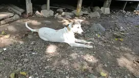 Dijual Anjing kampung untuk berburu