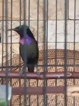Burung Konin gacor