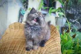 Kitten Betina Flatnose