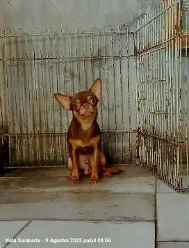 Chihuahua Jantan Stambum