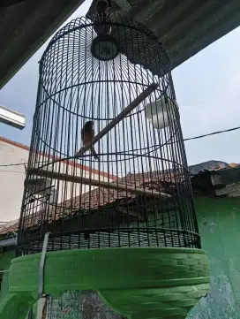 Kenari kurang tau jenisnya