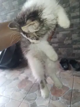 Anakan kucing Persia 1 Pasang nego Dikit