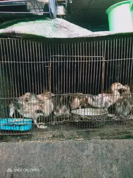 dijual Anak entok Ada 10 ekor usia kurang lebih satu bulanan