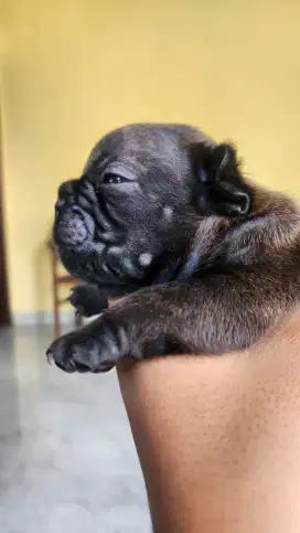 French Bulldog Jantan Stambum