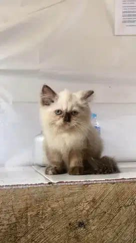 Kucing Persia Himalaya Baby 4 bulan