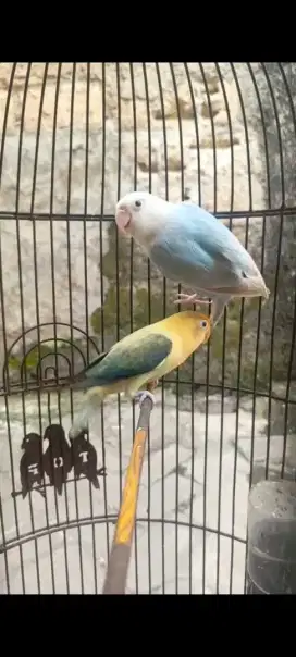 Lovebird pasangan baru