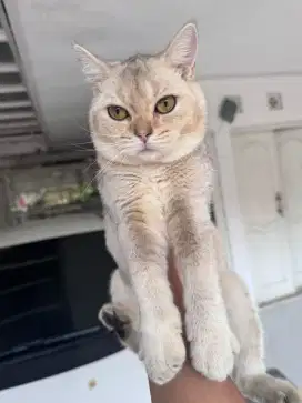 Bsh British shorthair golden betina
