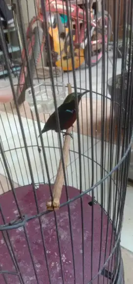 burung konin gacor