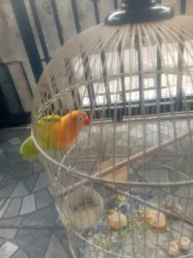 Love bird paskun berisik burja