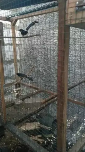 Burung murai batu