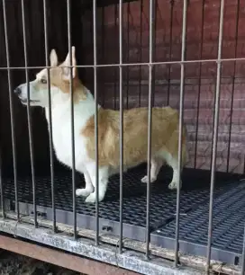 WELSH CORGI BETINA