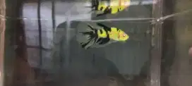 Cupang Halfmoon Neon Koi