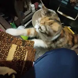 Kucing open adop fre