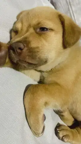 Anak anjing puppies rabrador silangan jantan 1,5 bln