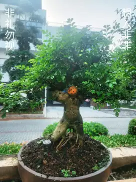 Dijual Bonsai Koleksi Pribadi