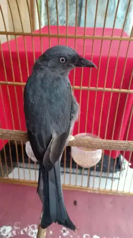 Srigunting kelabu mata putih gacor