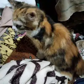 Kucing open adop fre
