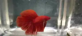 Cupang HM (halfmoon) Super Red