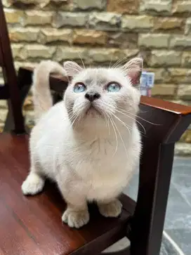 Kucing munchkin gaelic jantan