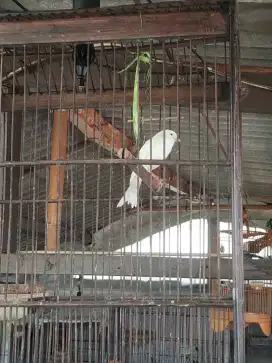 Kenari putih gacor