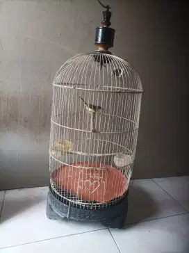 Ciblek semi rawatan.